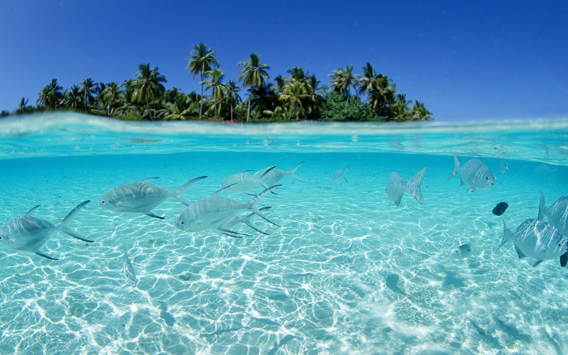 agua peces fondo palmeras