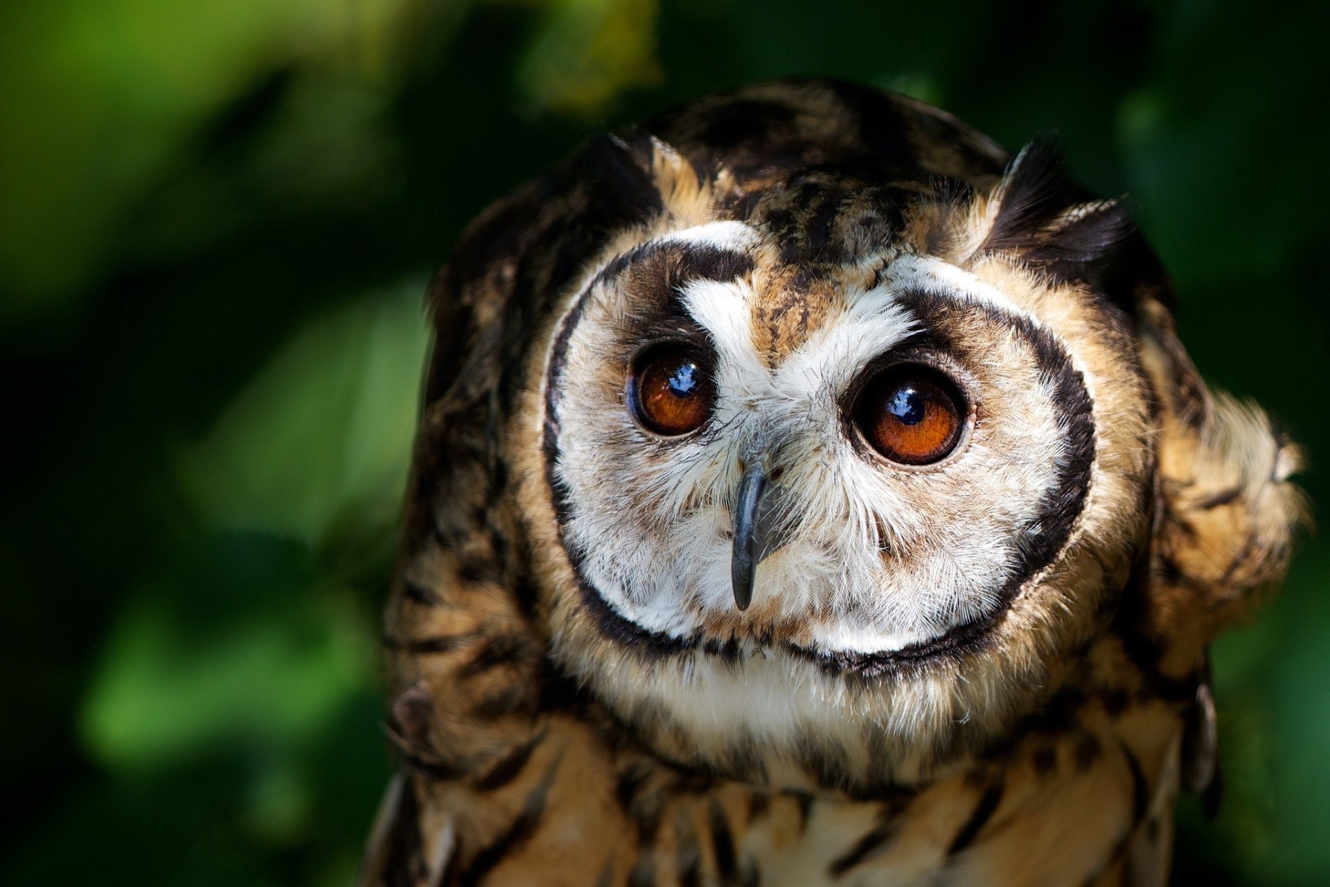 oiseaux hibou vue