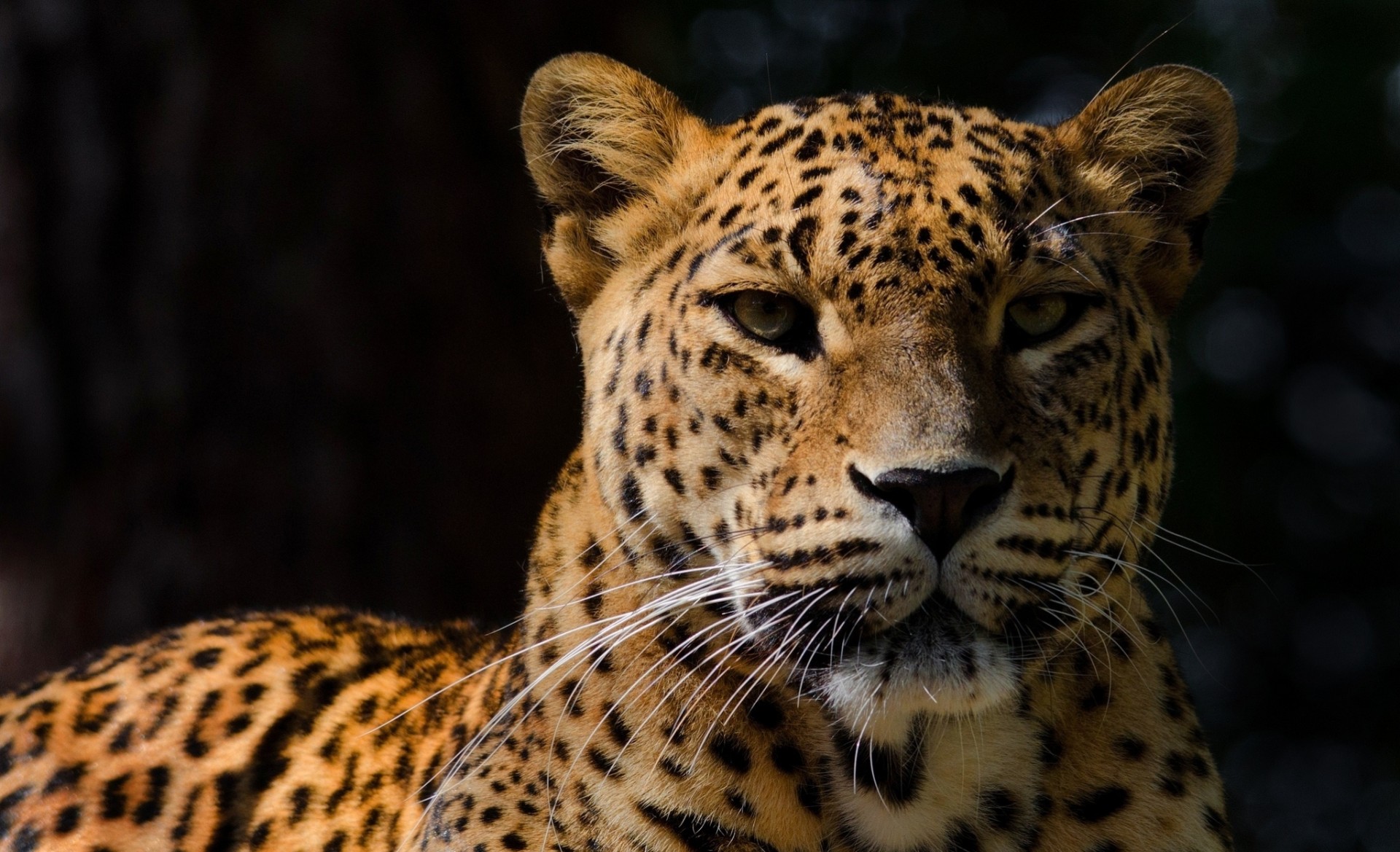 denti sfondo scuro gatto selvatico ombra leopardo