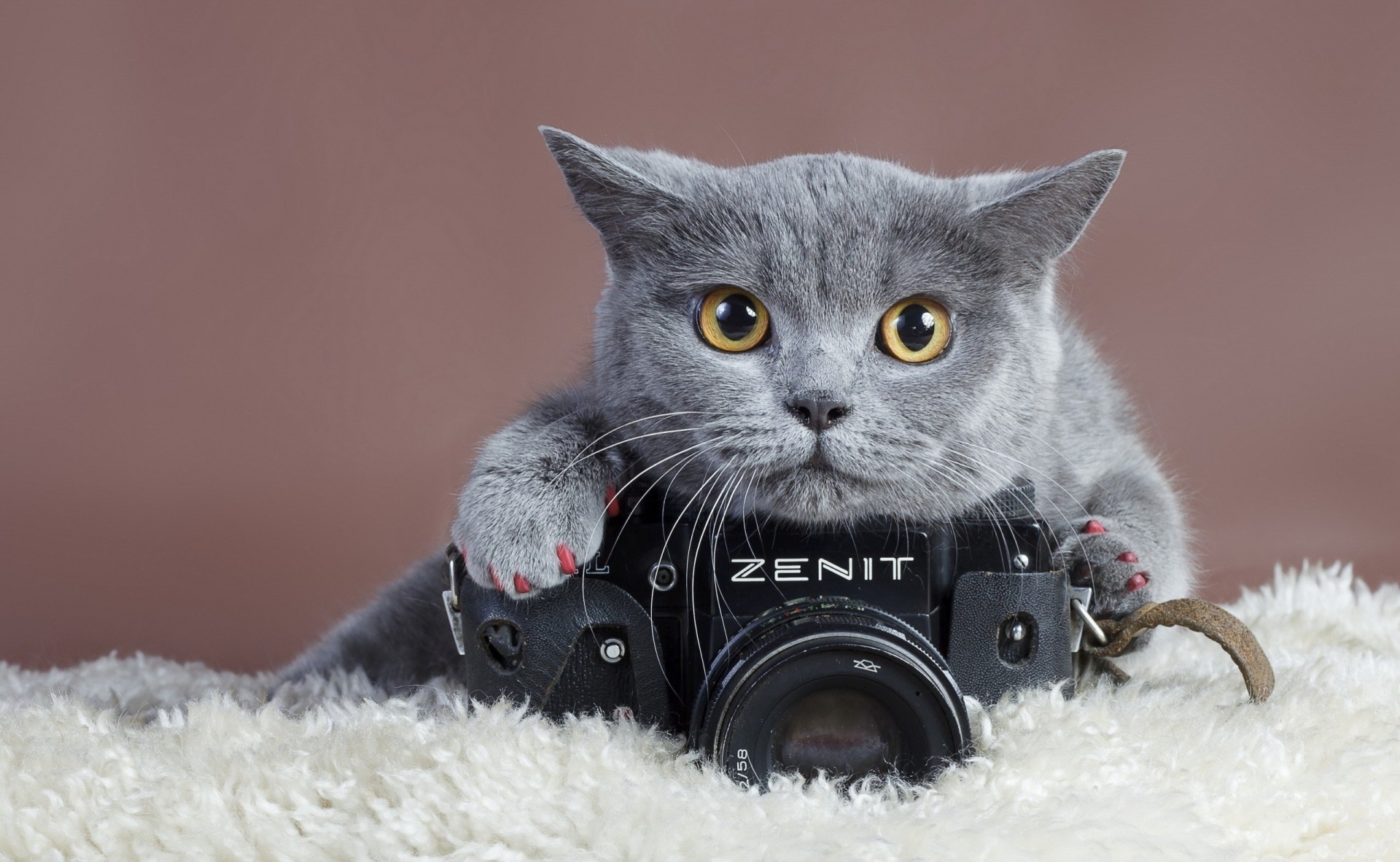 the camera zenith cat