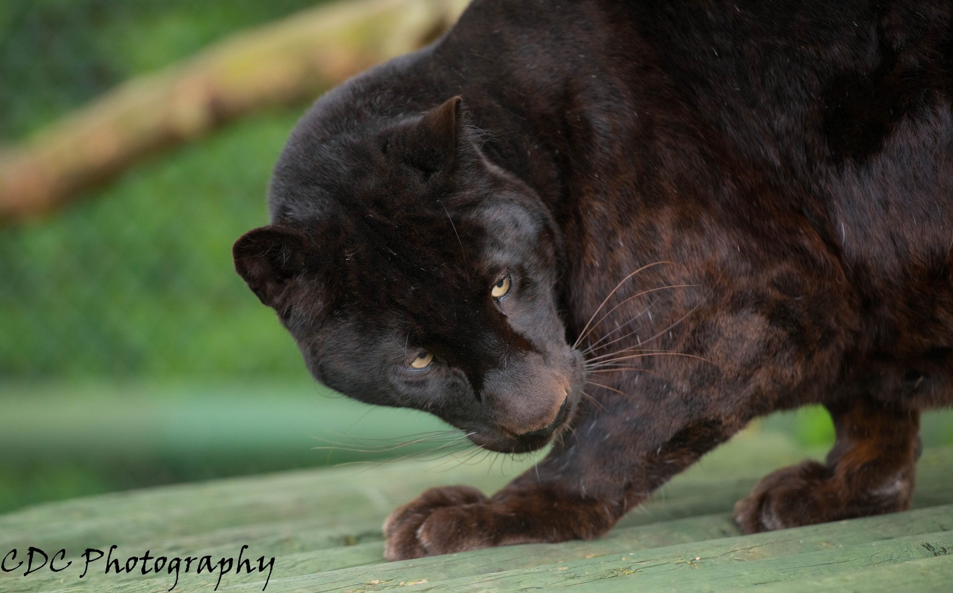 chat sauvage léopard panthère