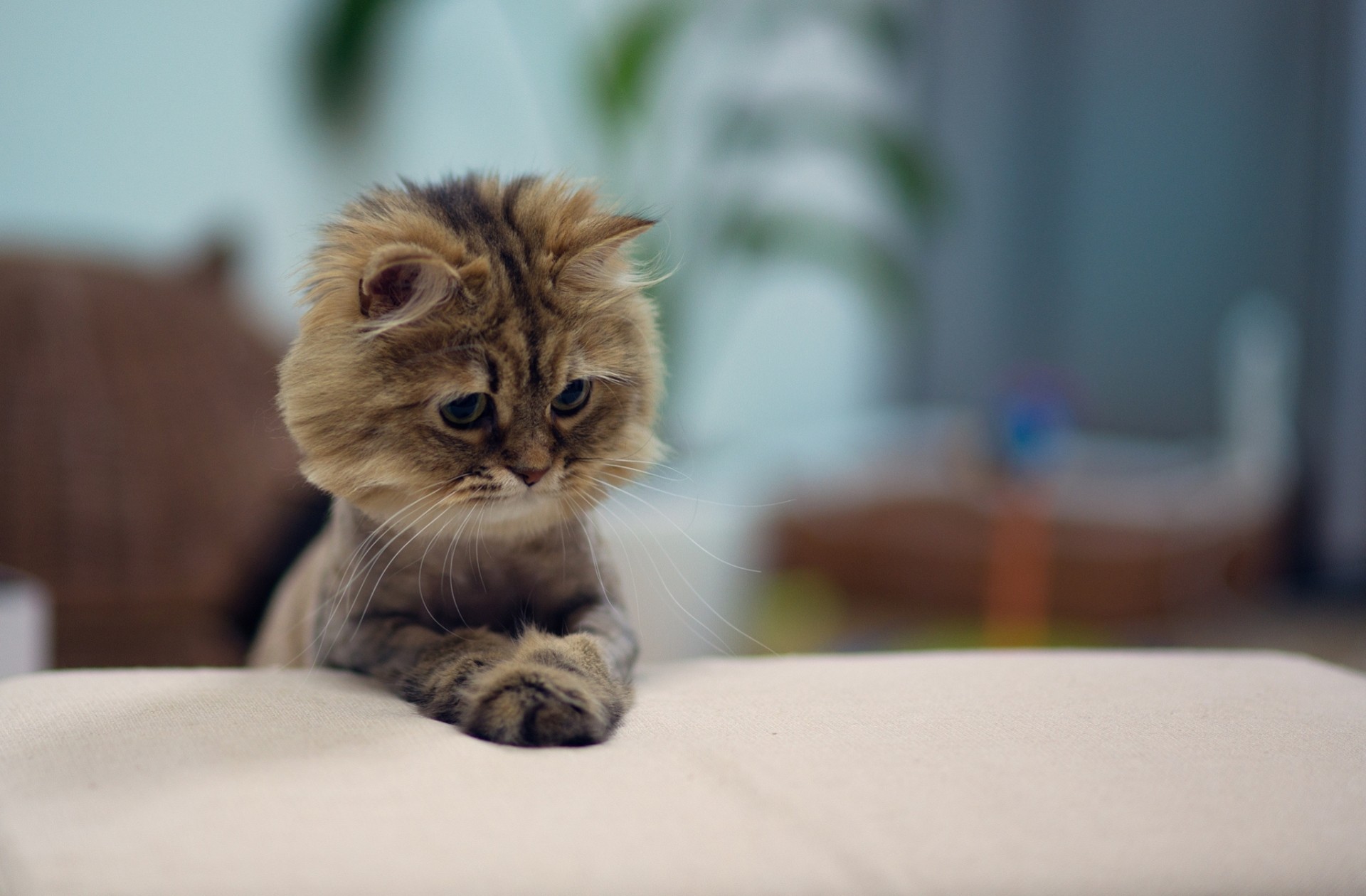 rasée camomille chat