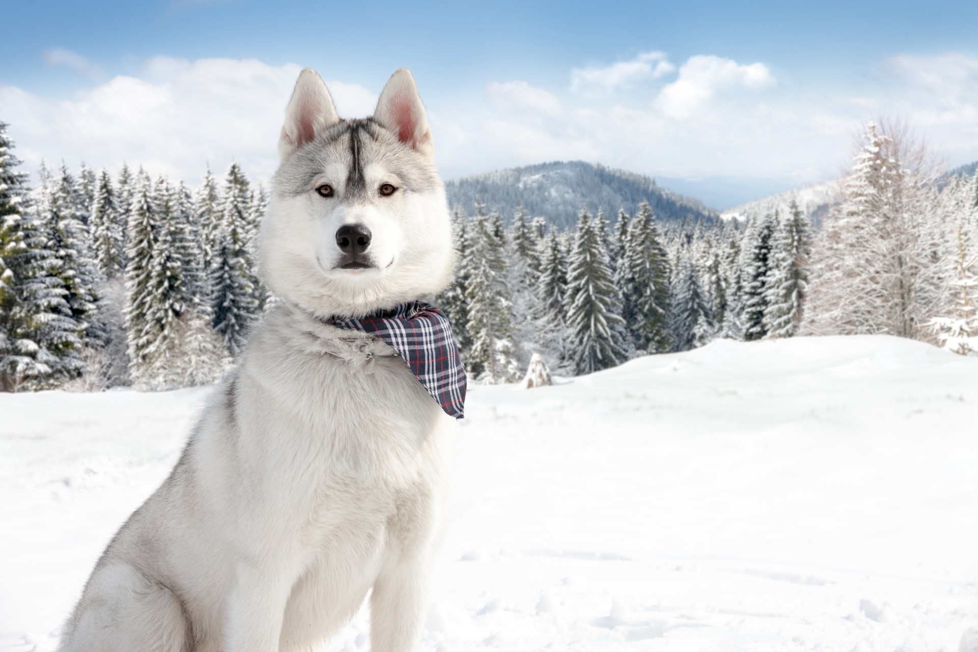 perros nieve invierno naturaleza