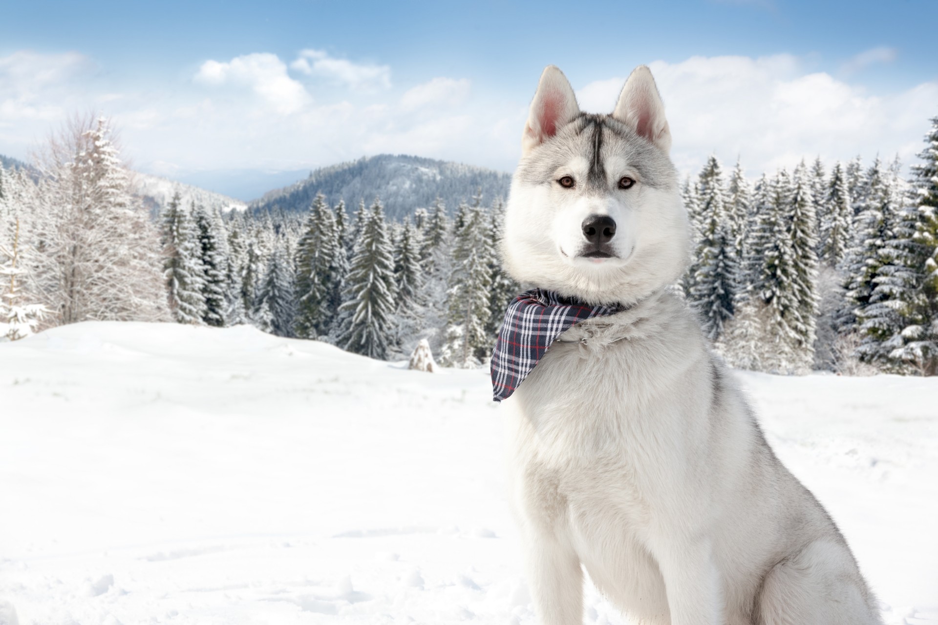 cane husky neve inverno