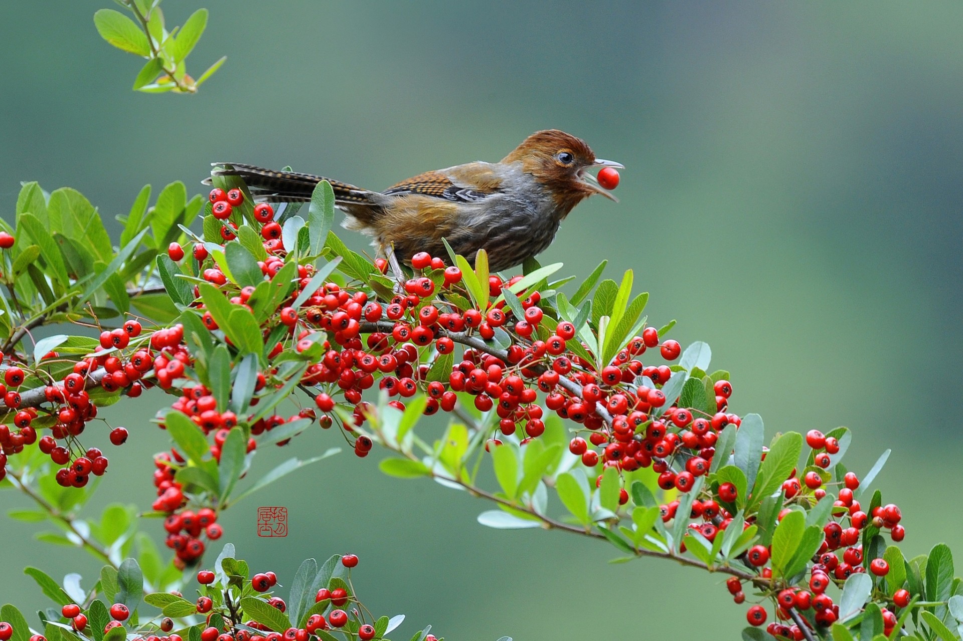 birds berries branch