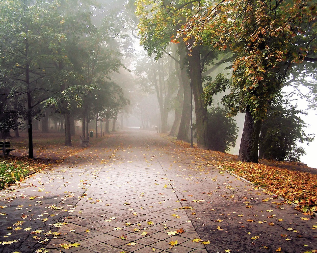 herbst park blätter nebel