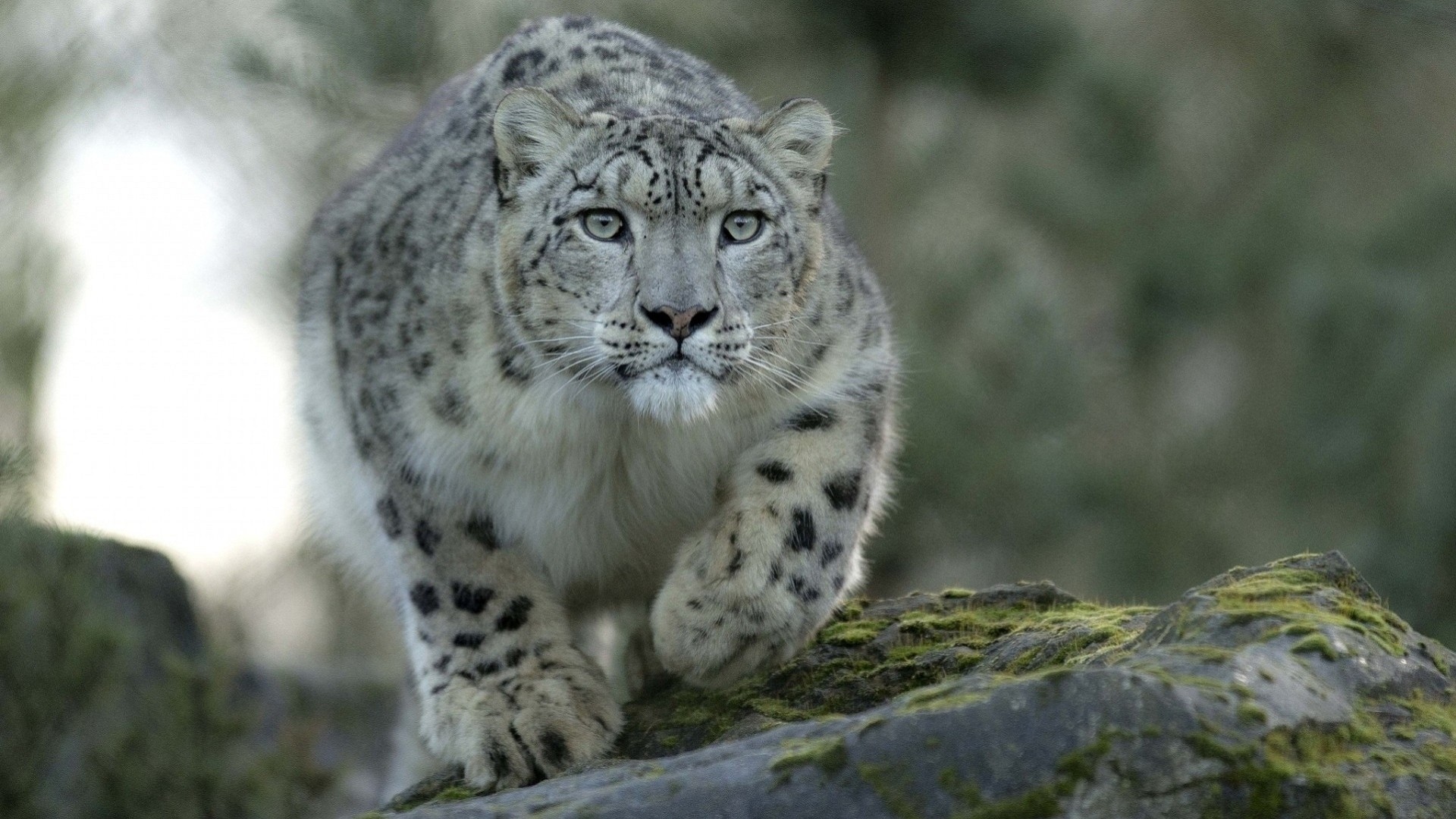 en las rocas leopardo depredador naturaleza