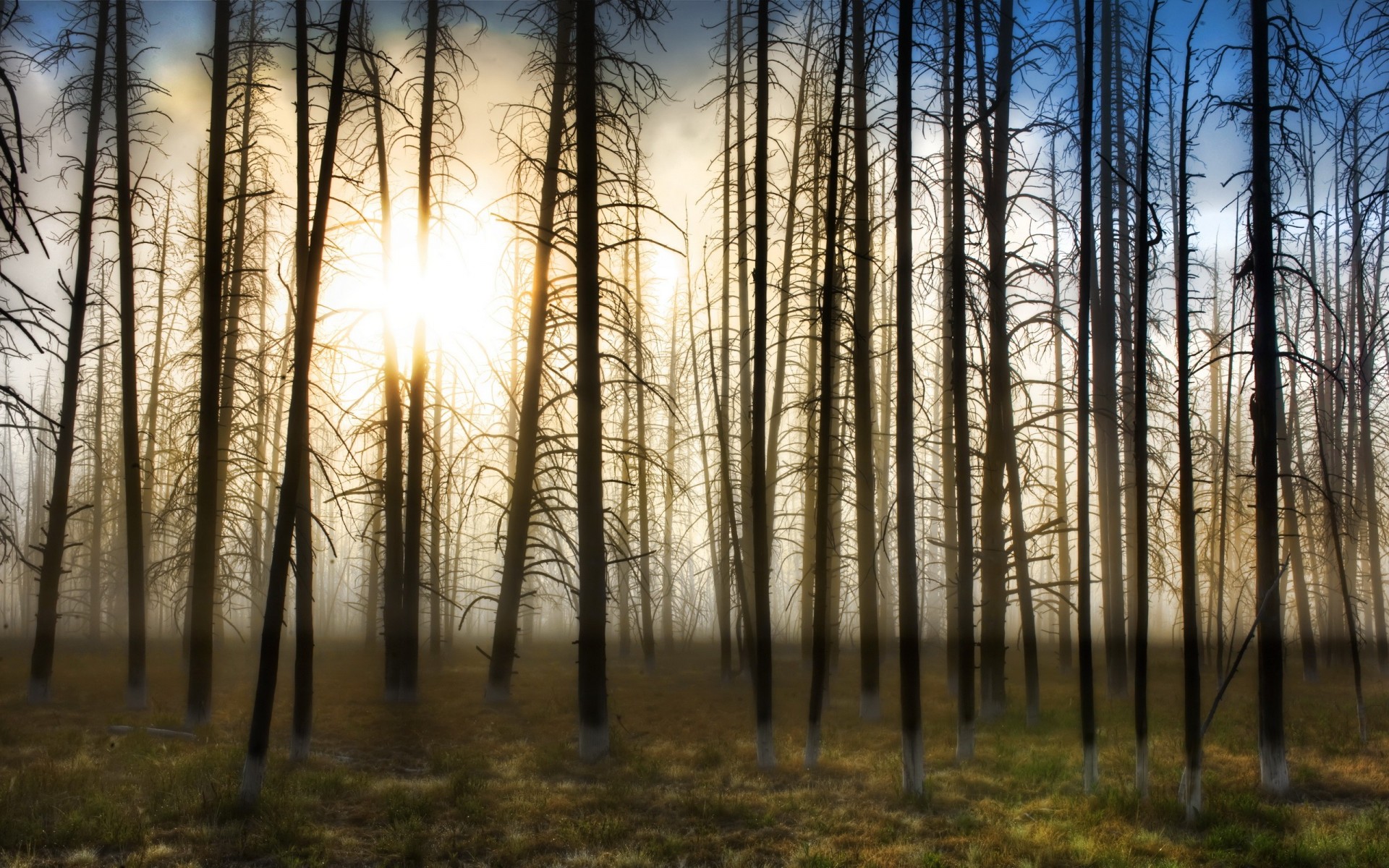 arbres soleil brouillard