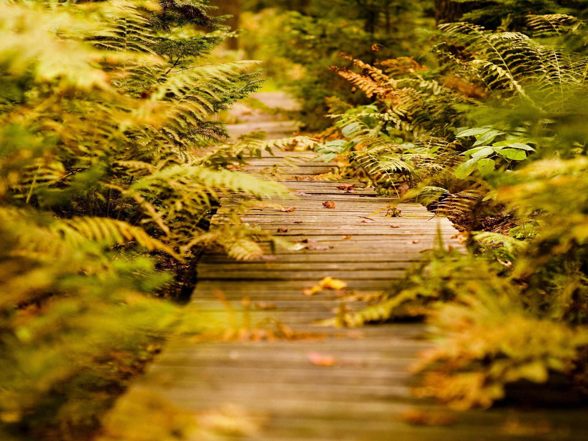 sentier plantes herbe