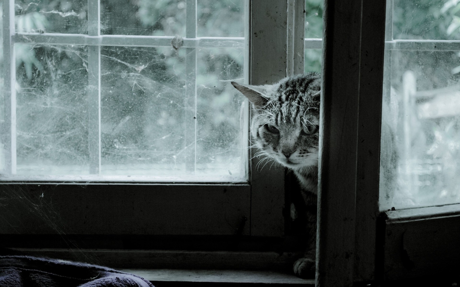 spinnennetz fenster katze