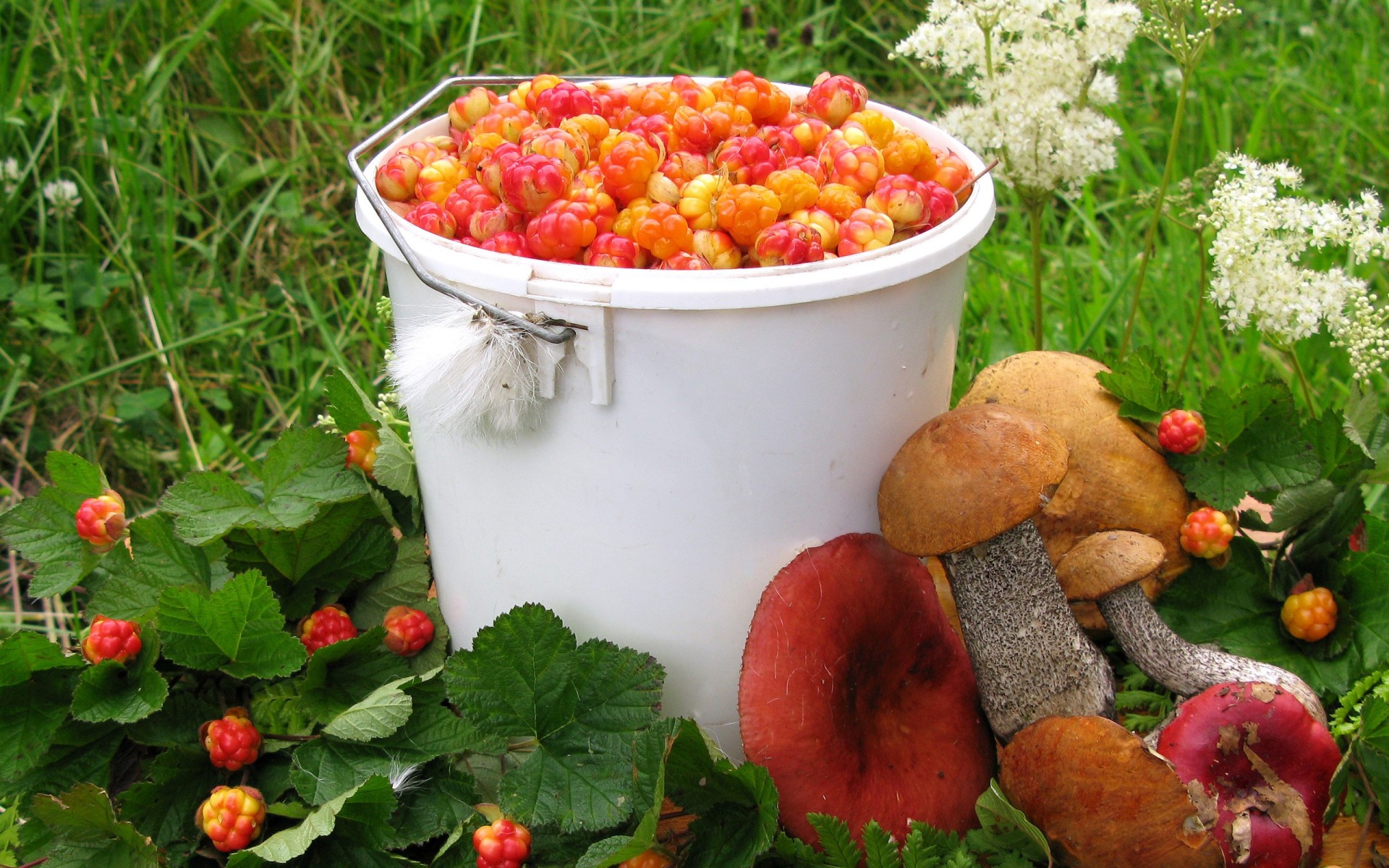 mushrooms summer cloudberries boletus russules vintage berrie