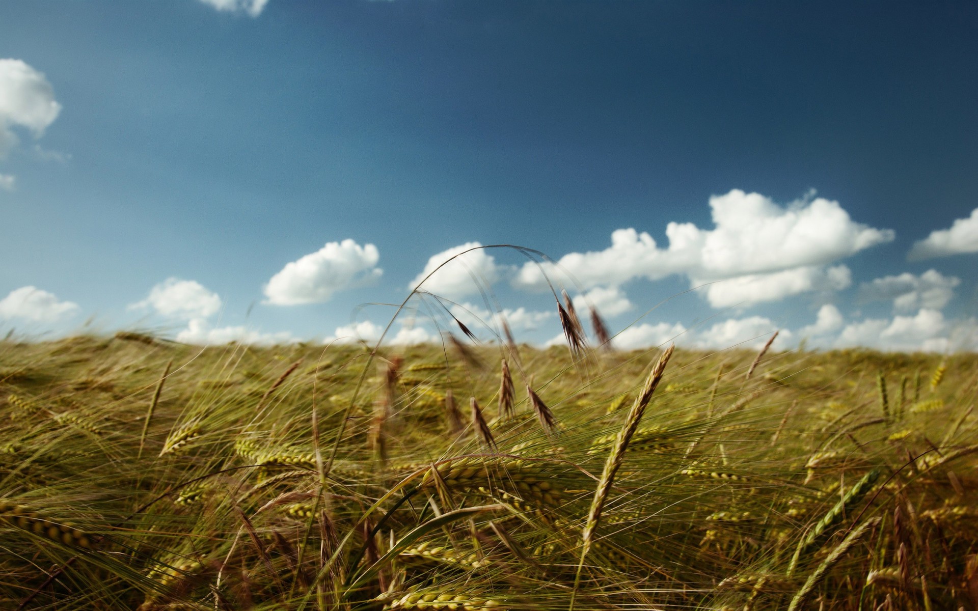 the field ears clouds sky