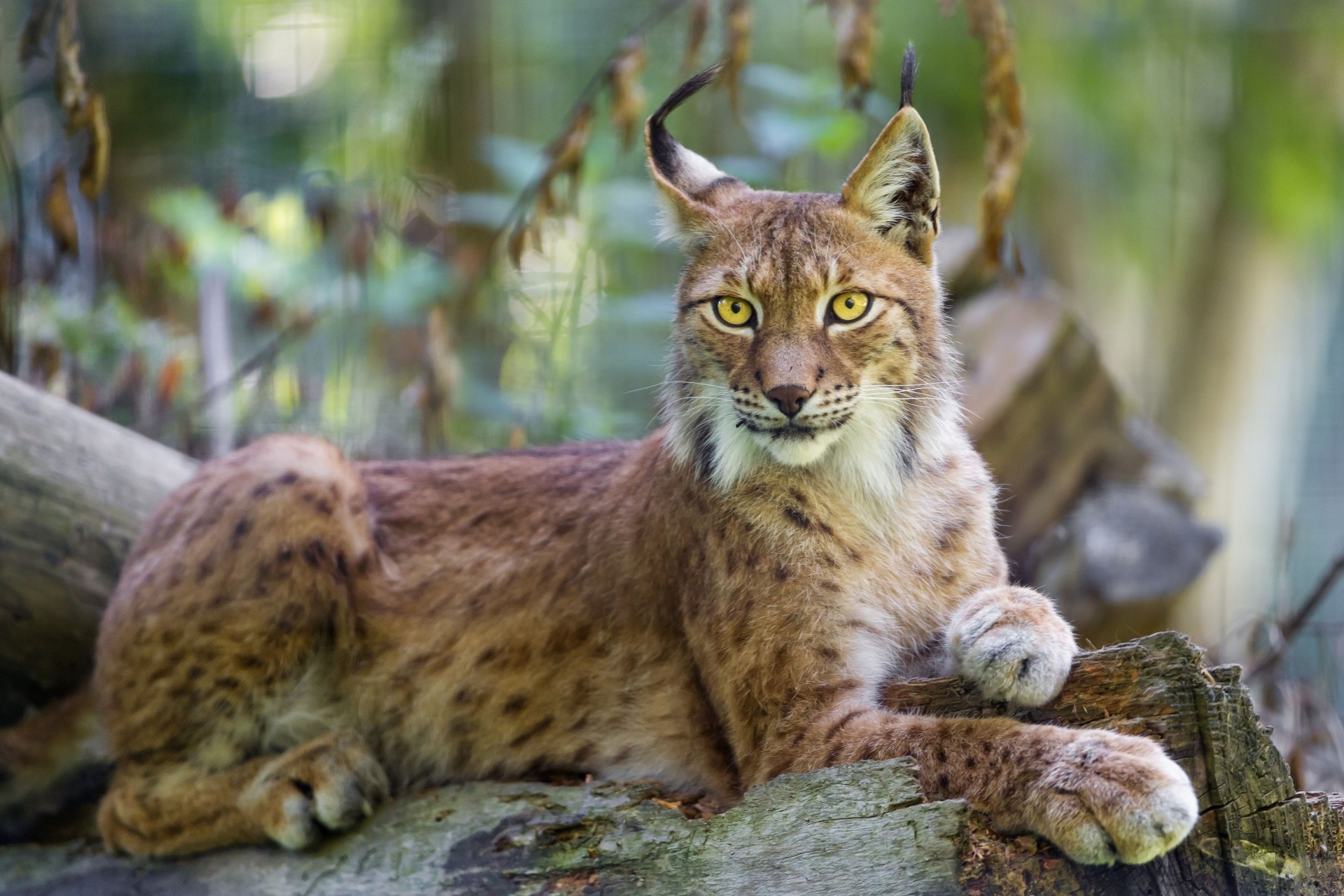 lince gatto selvatico specie