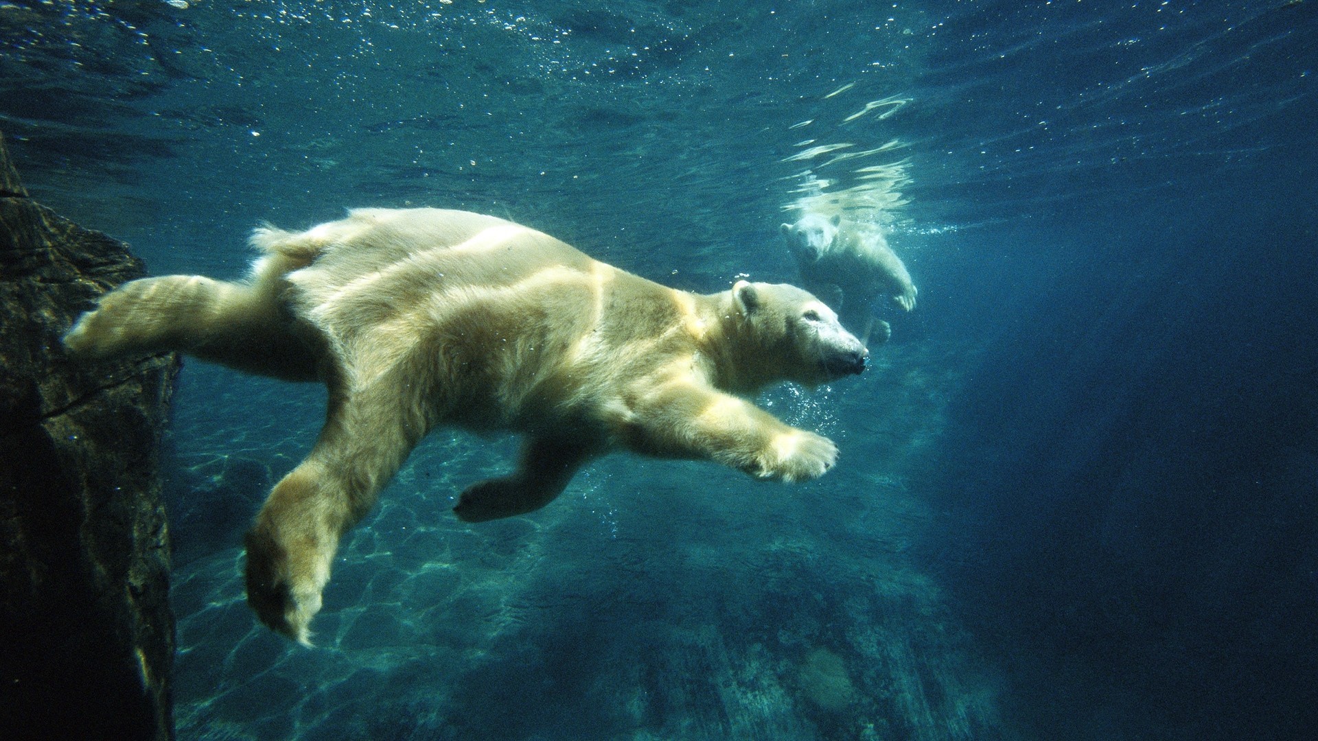 под водой белый медведь мазки