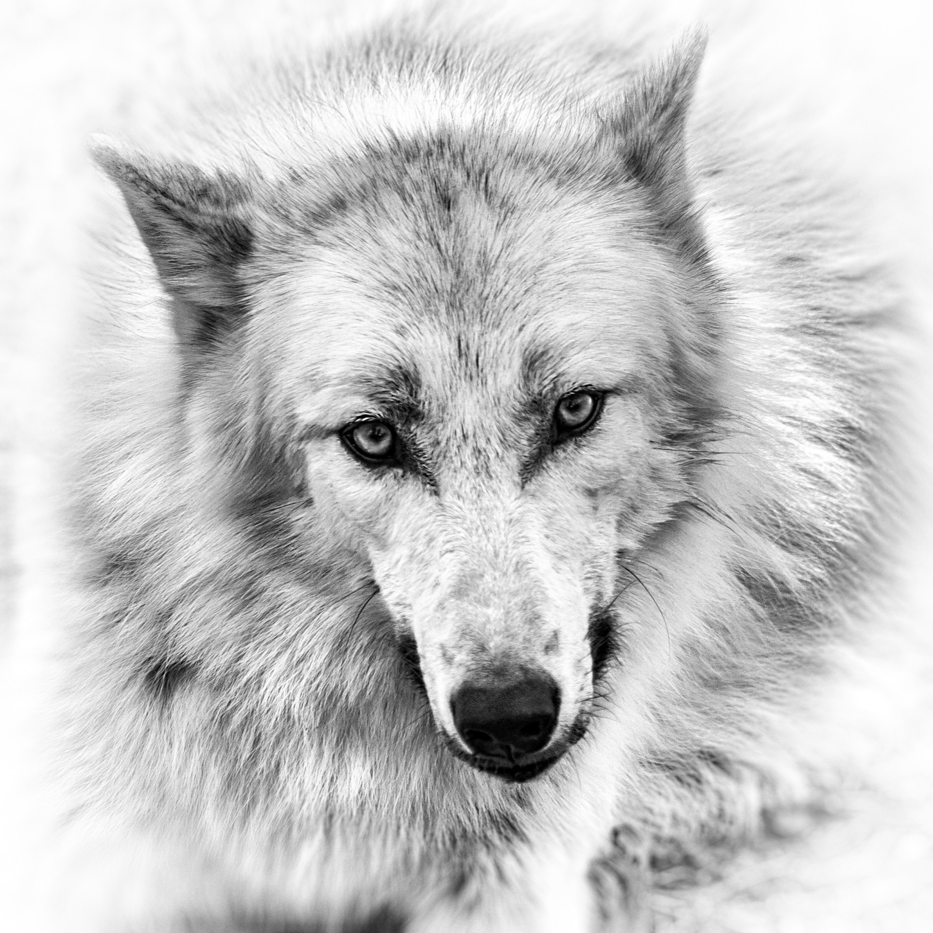 wolf bleistift ansicht augen zeichnung