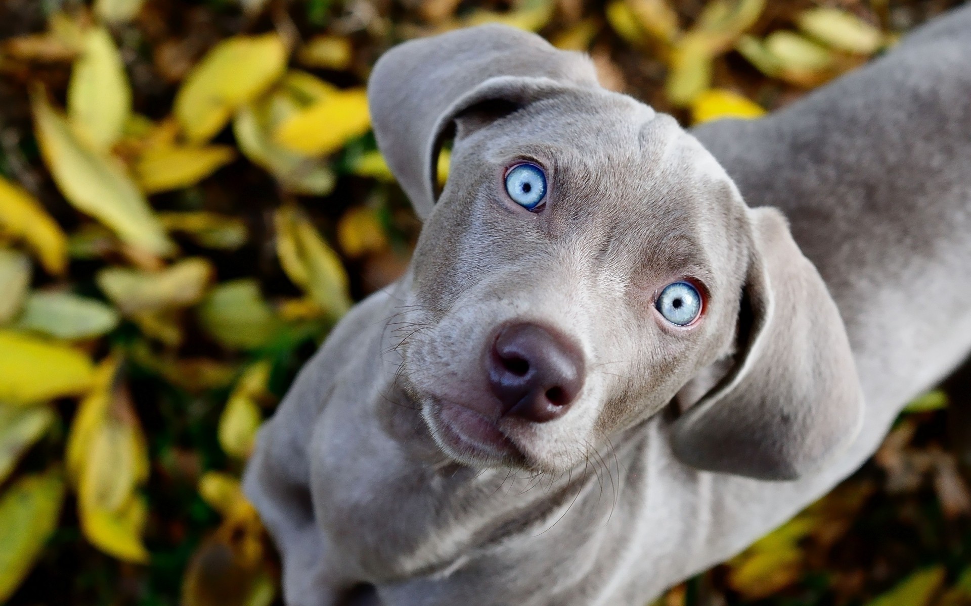 perro curiosidad dientes vista