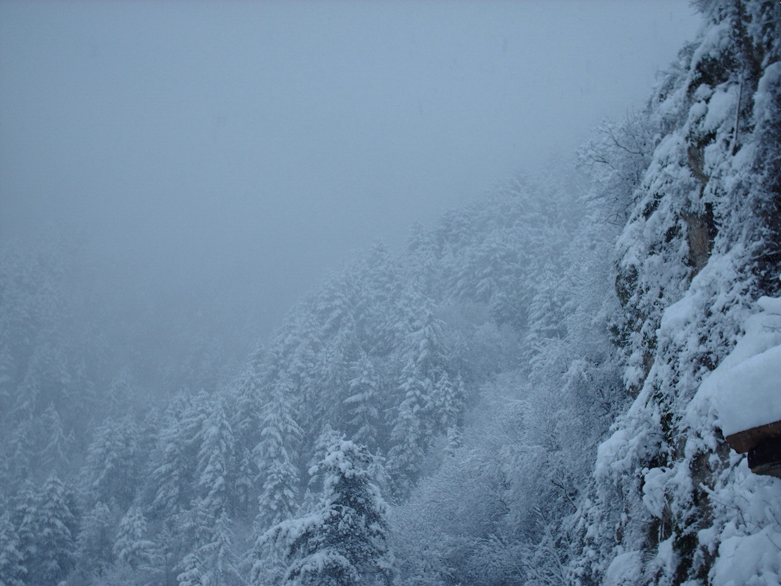 nieve invierno bosque árboles