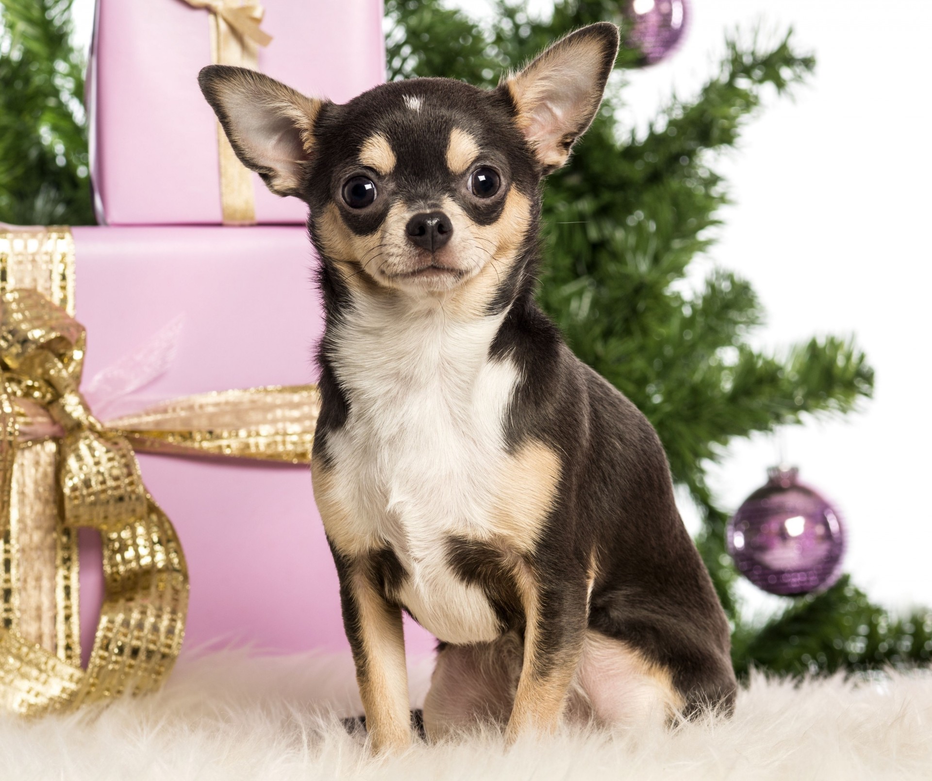 árbol de navidad belleza año nuevo chihuahua perro cajas