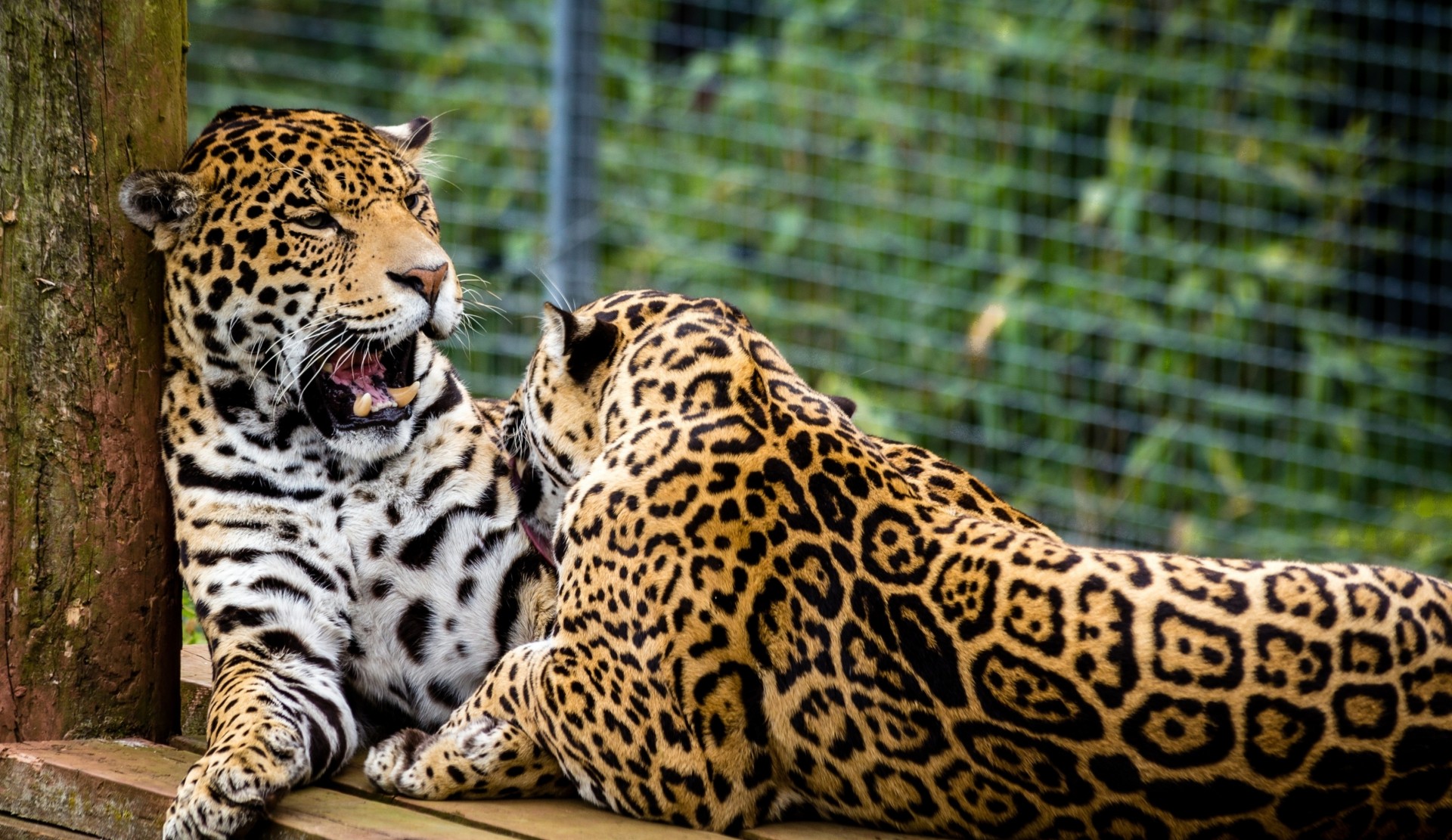 wild cats jaguars the pair