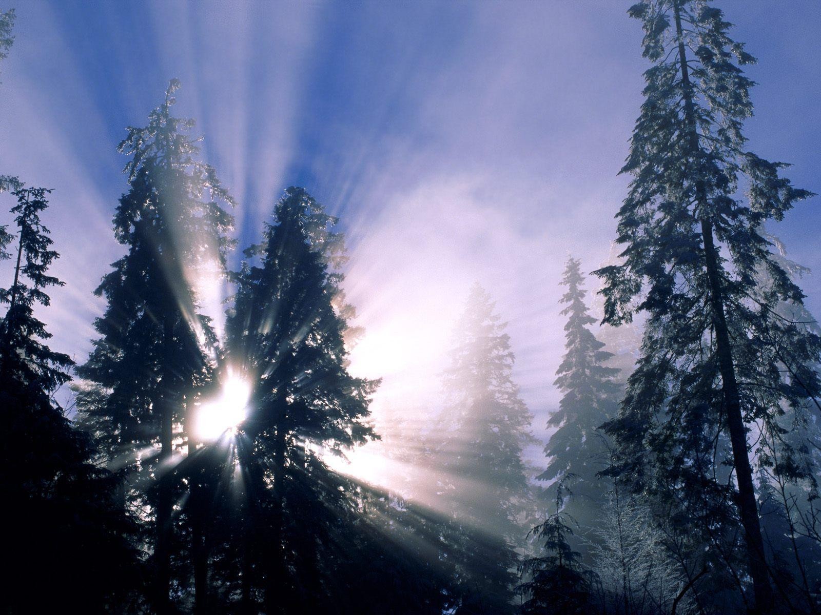 forêt rayons arbre de noël hiver