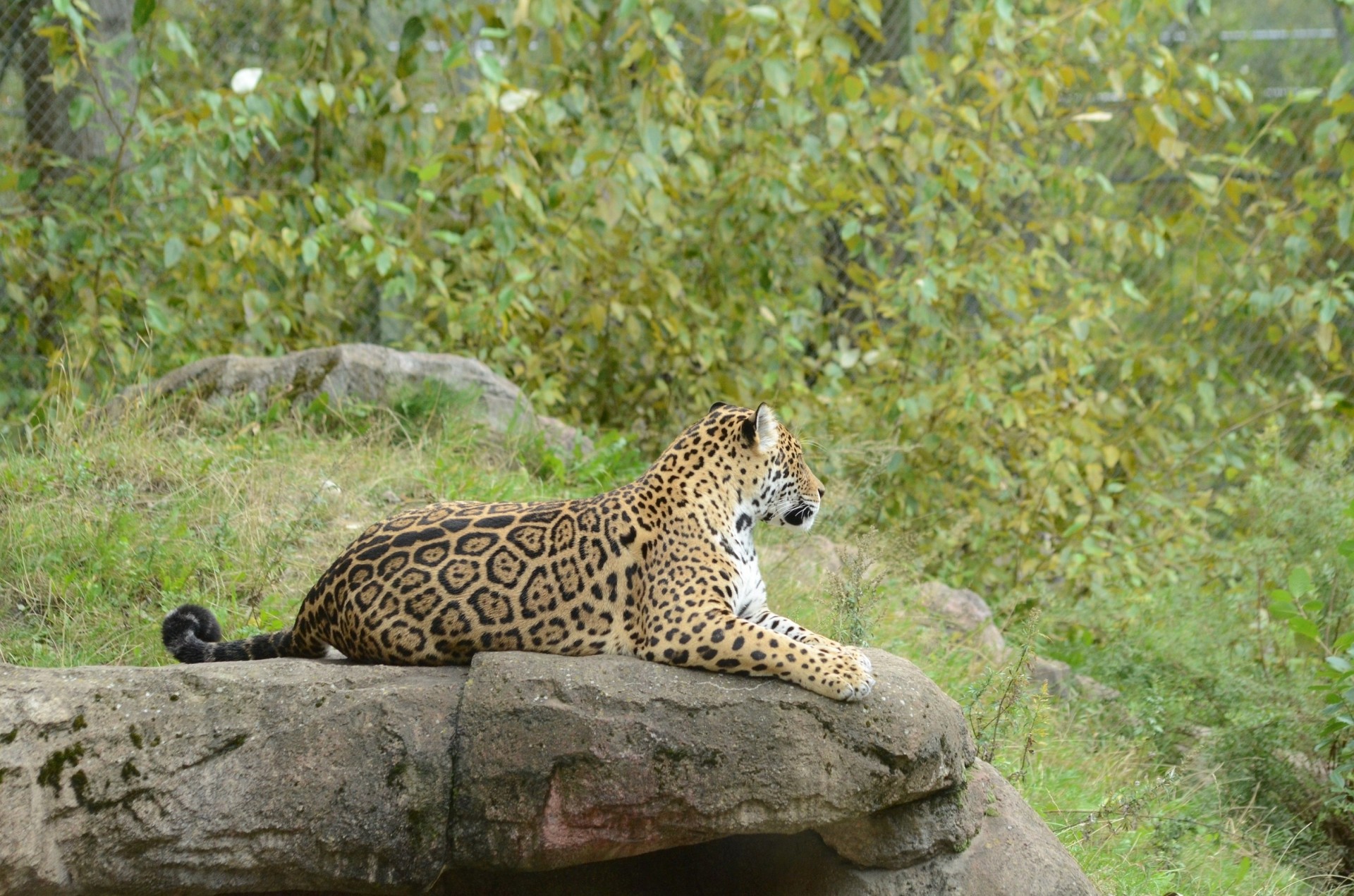 żbik jaguar rekreacja drapieżnik