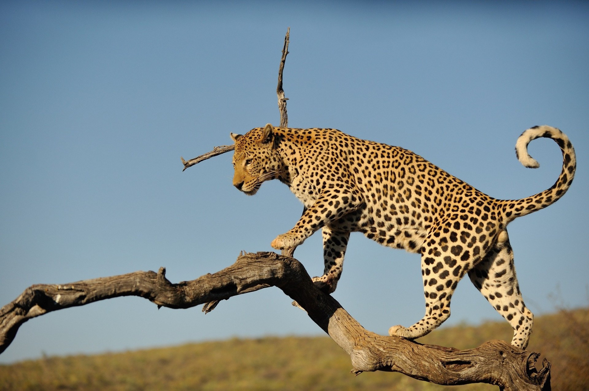 perra gato salvaje depredador leopardo