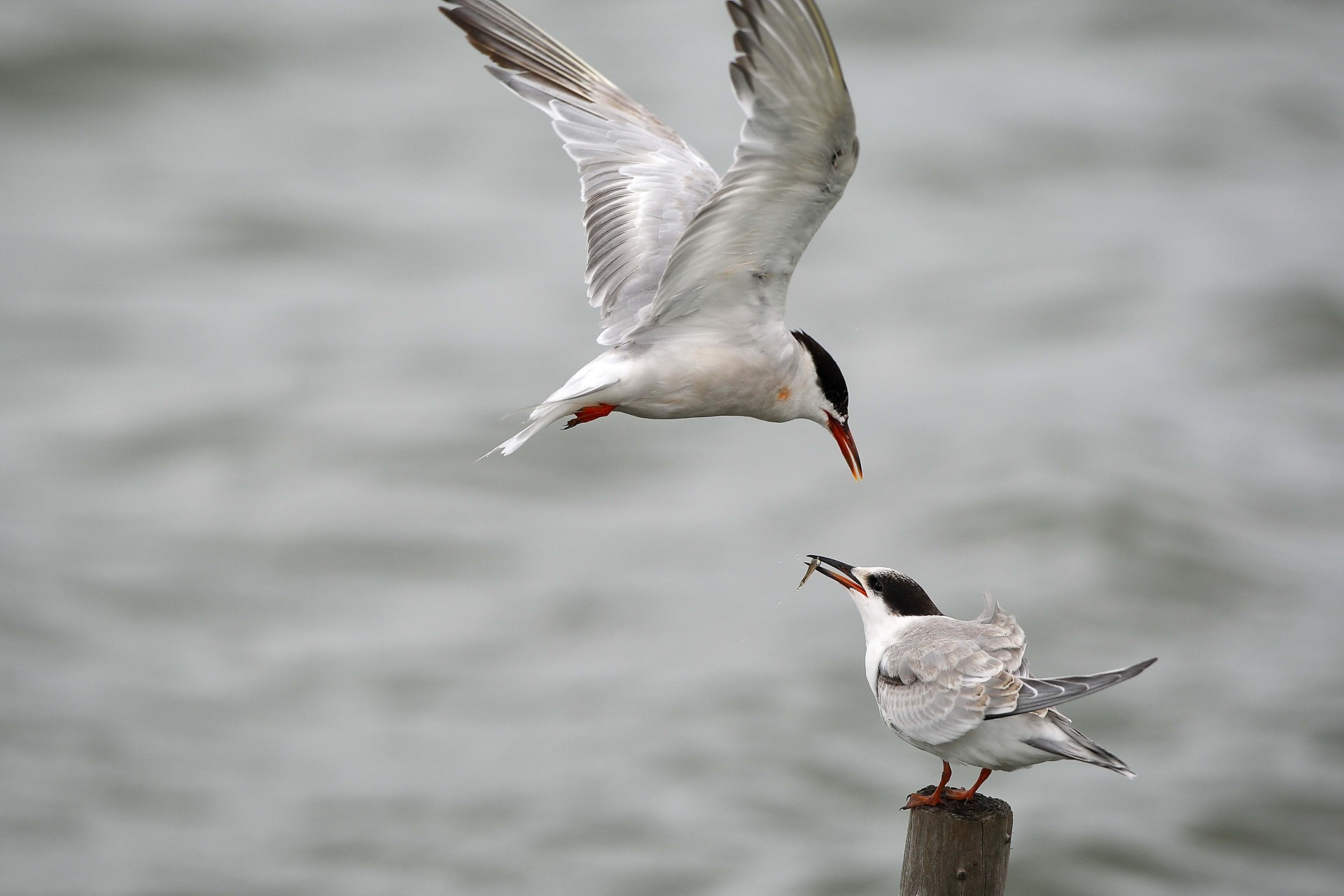 aves presa gaviota