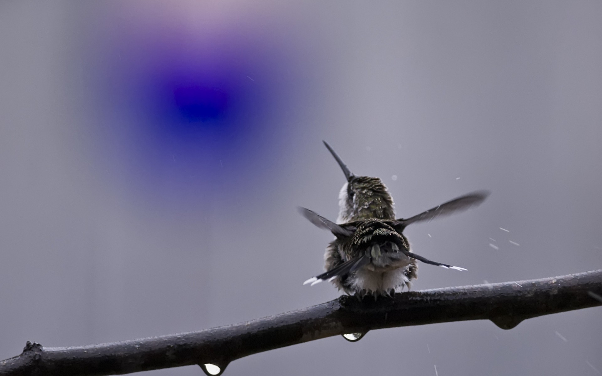 aves colibrí aerosol rama