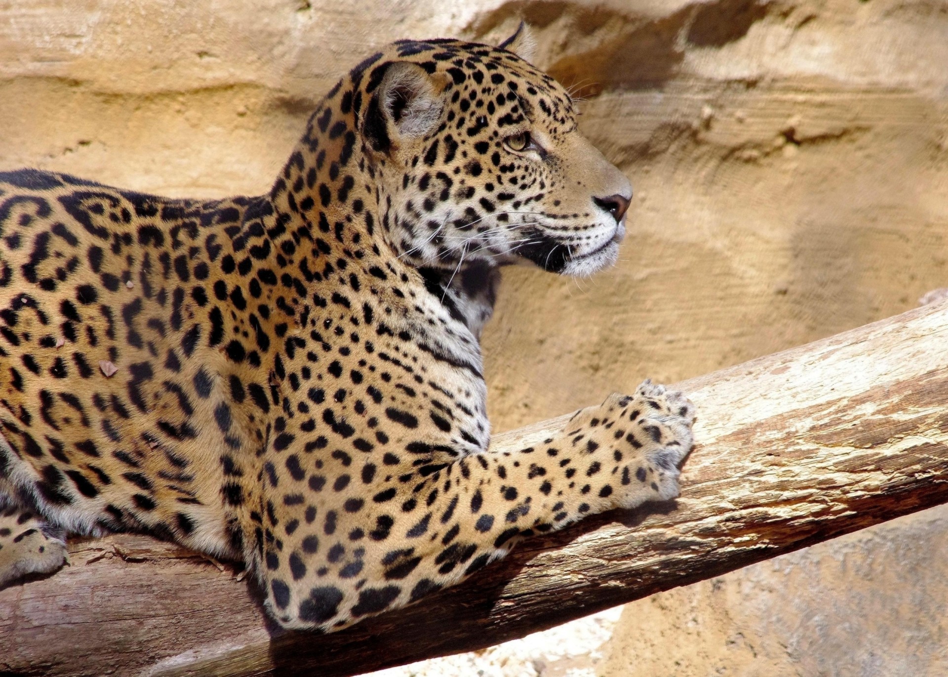 wildkatze tier jaguar raubtier