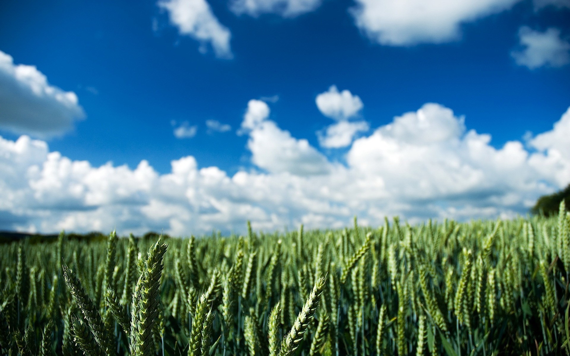 campo nubes espigas