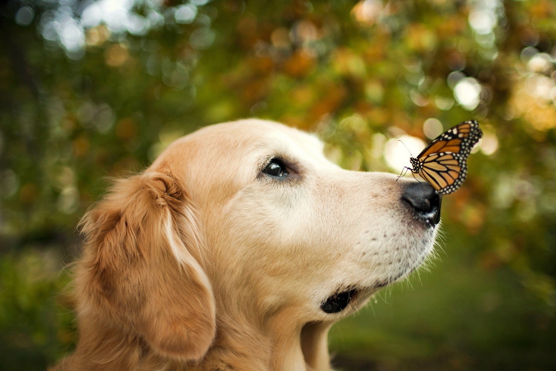 hintergrund hintergrundbeleuchtung hund