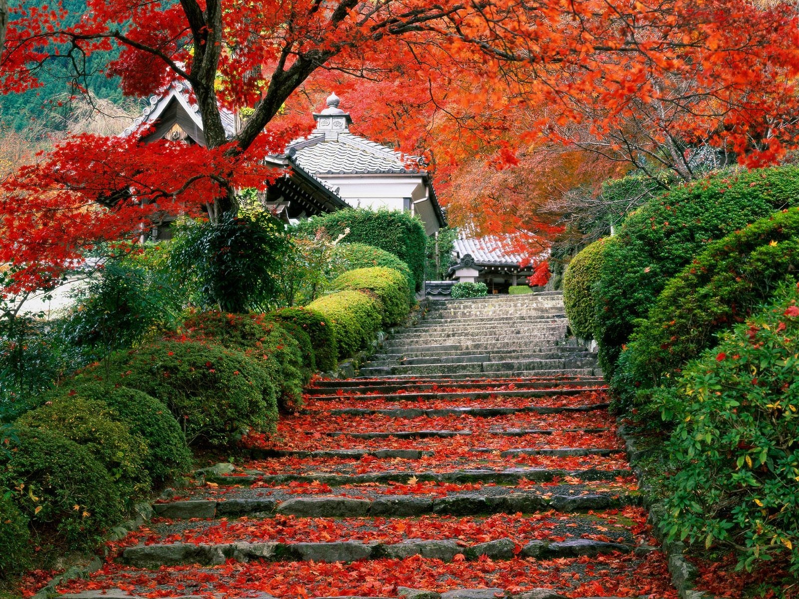 jardín otoño japón