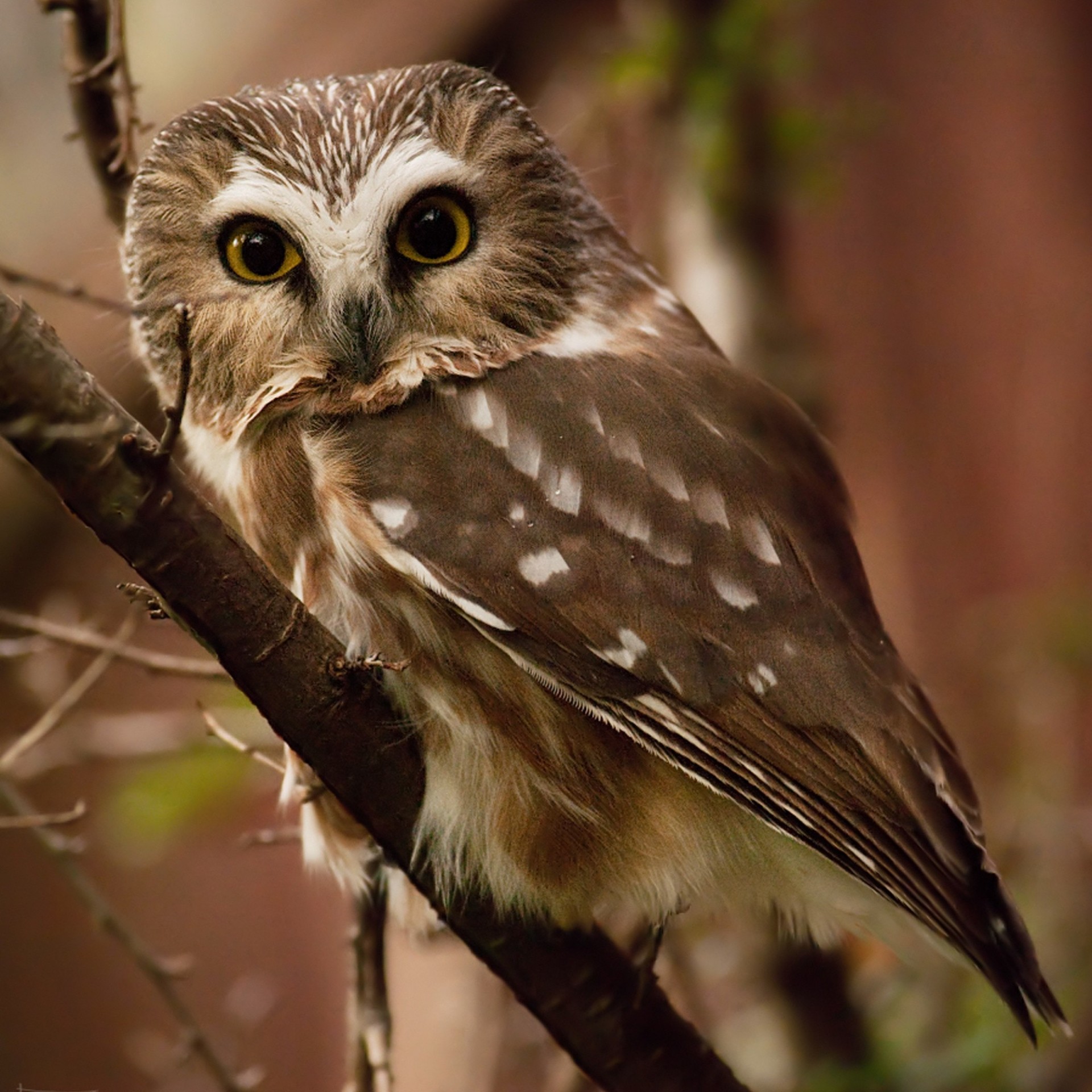 hibou grands yeux