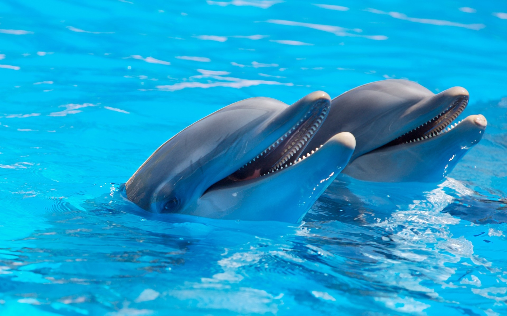 delfines reflejos