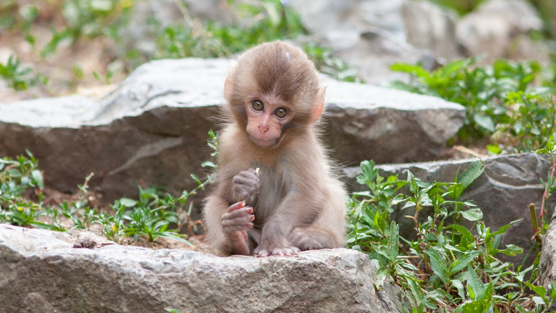 background nature monkey