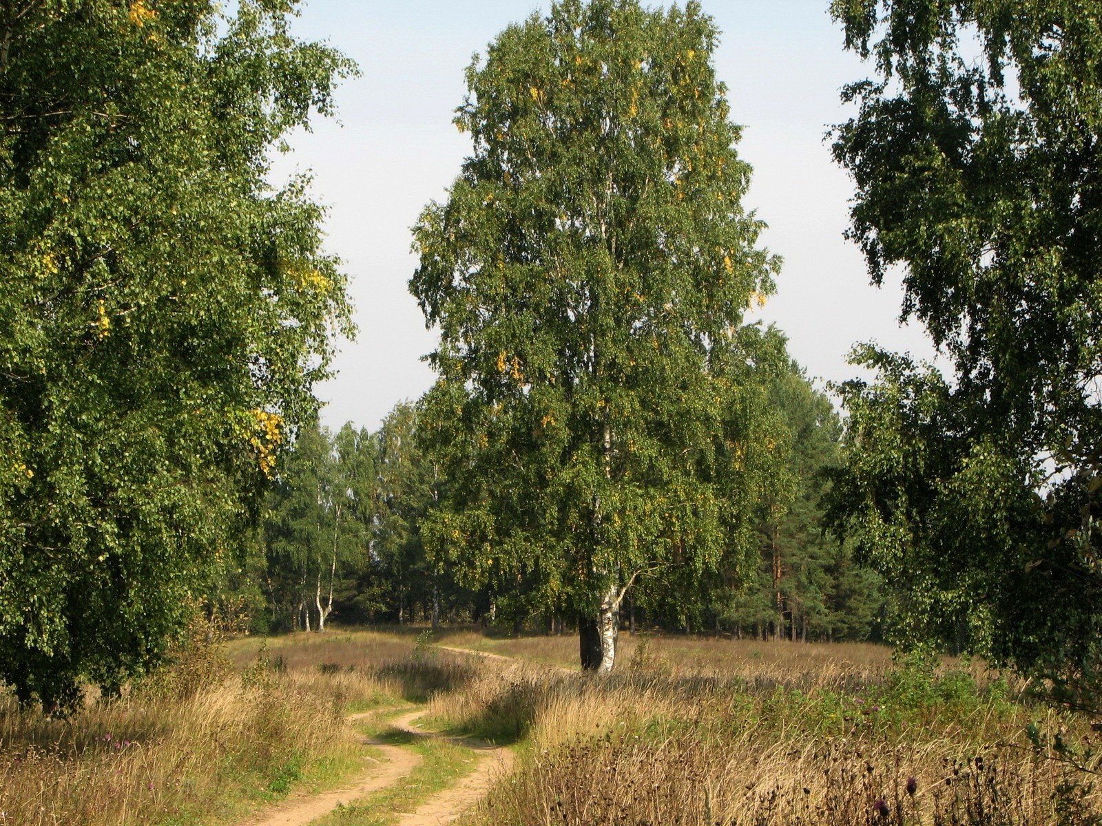 camino árboles hierba