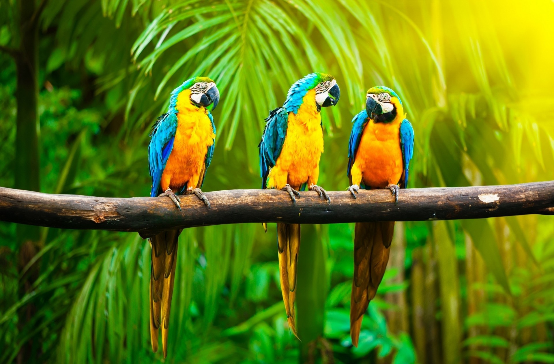 ukrainians jungle palm background nature tropics blue parrots branch yellow bird