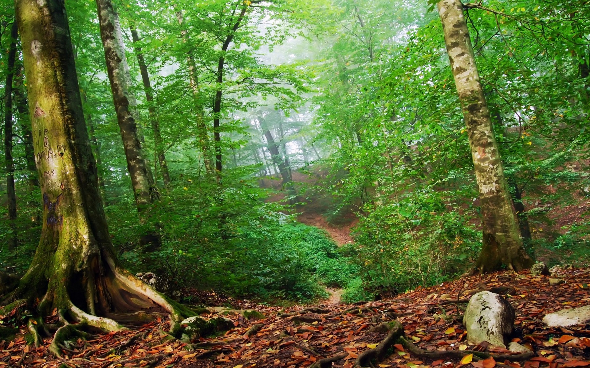 wald grün blätter