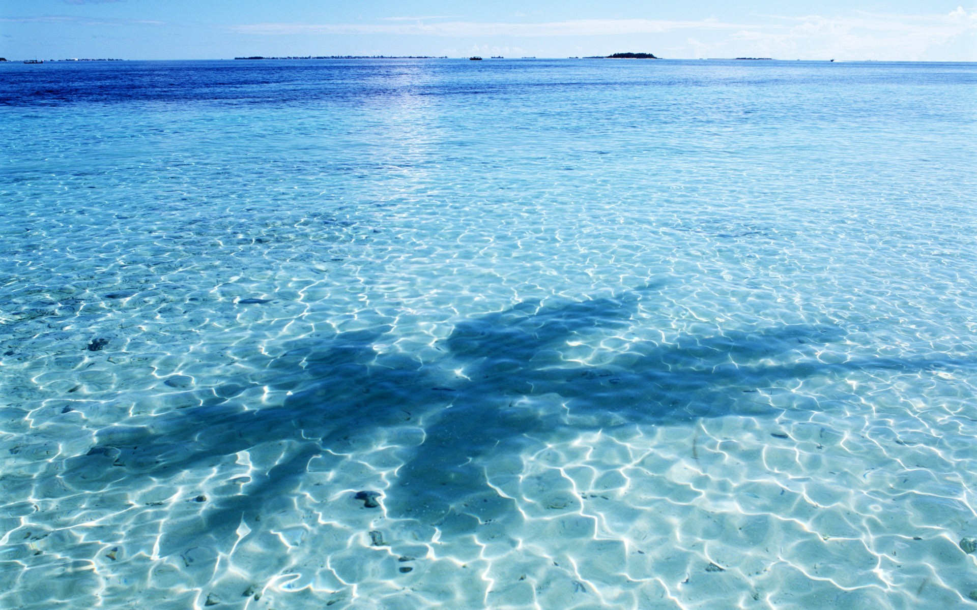 acqua ombra blu palma