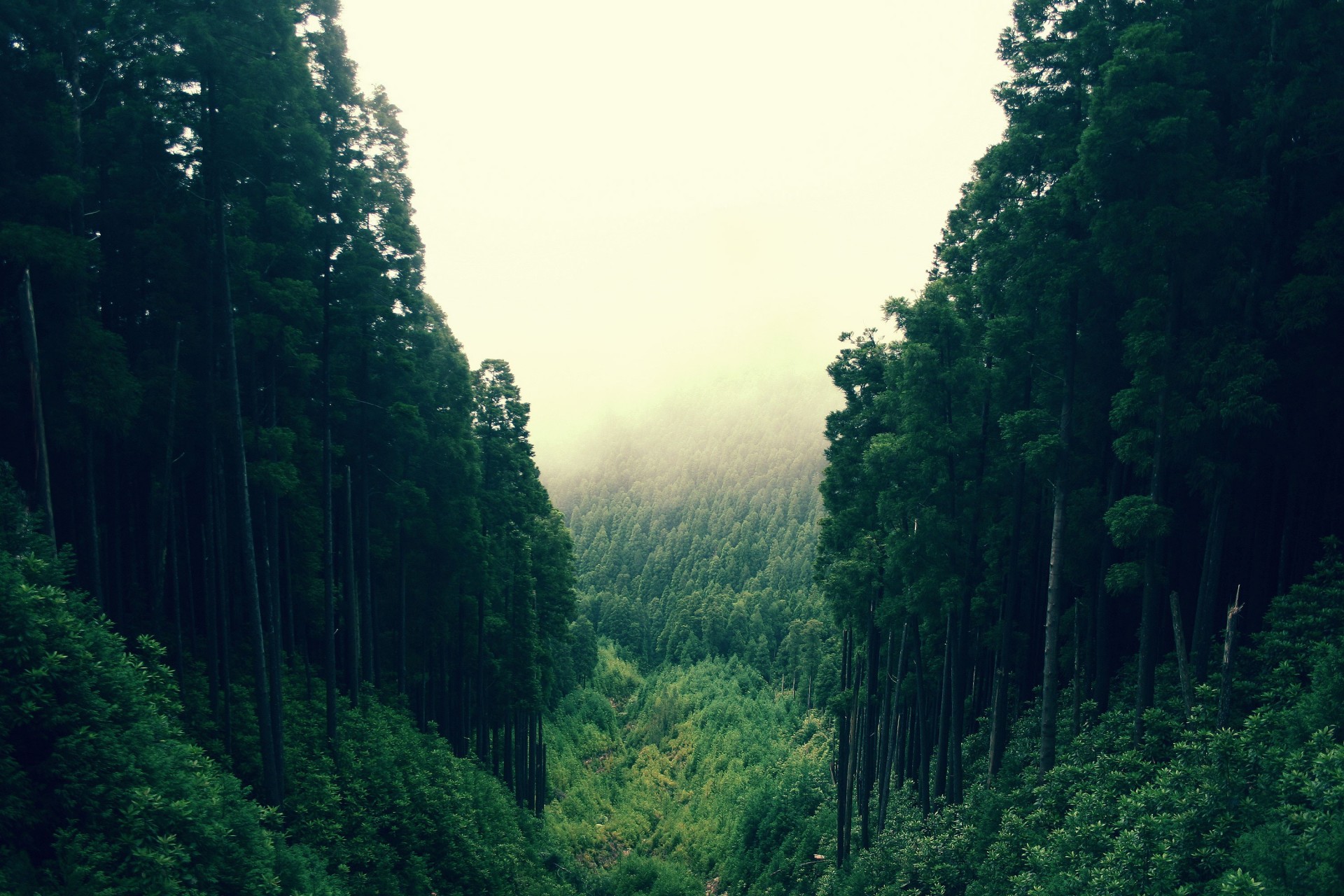 arbre forêt ravin