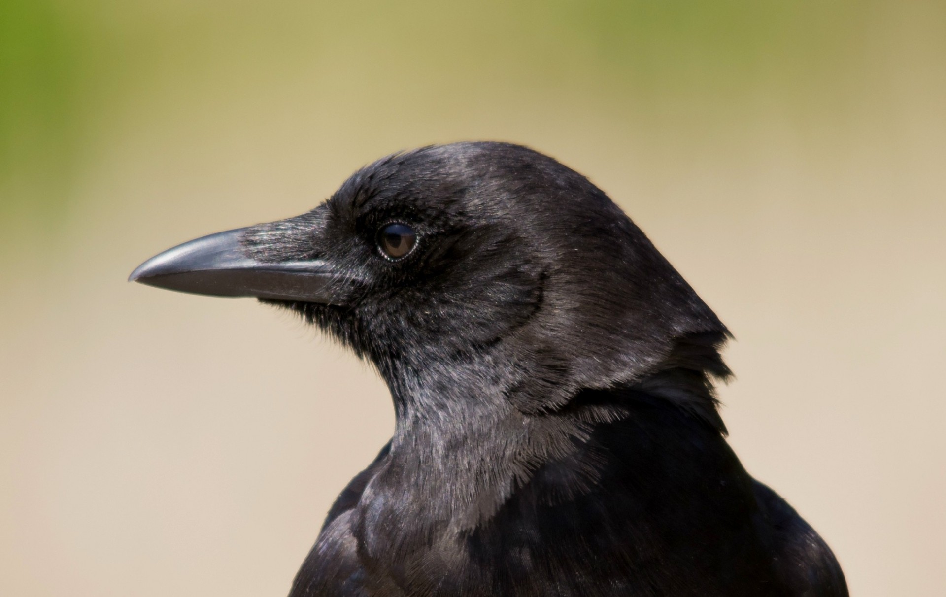 aves cuervo especie perfil