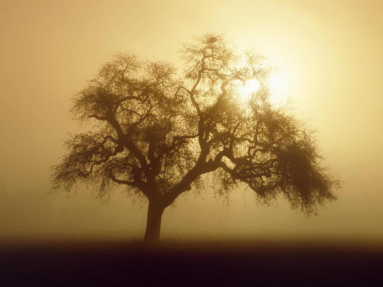 baum nebel sonne sepia