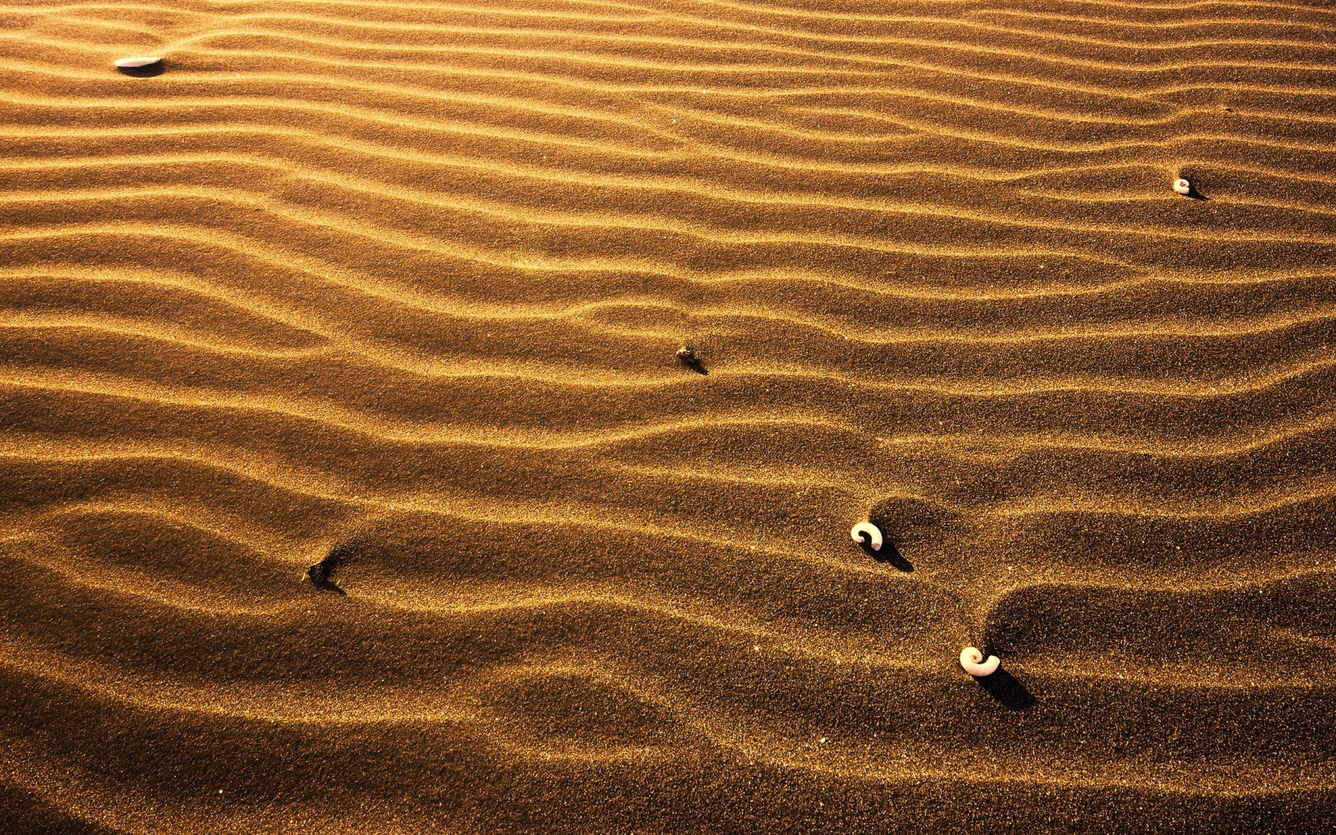 sable coquillages