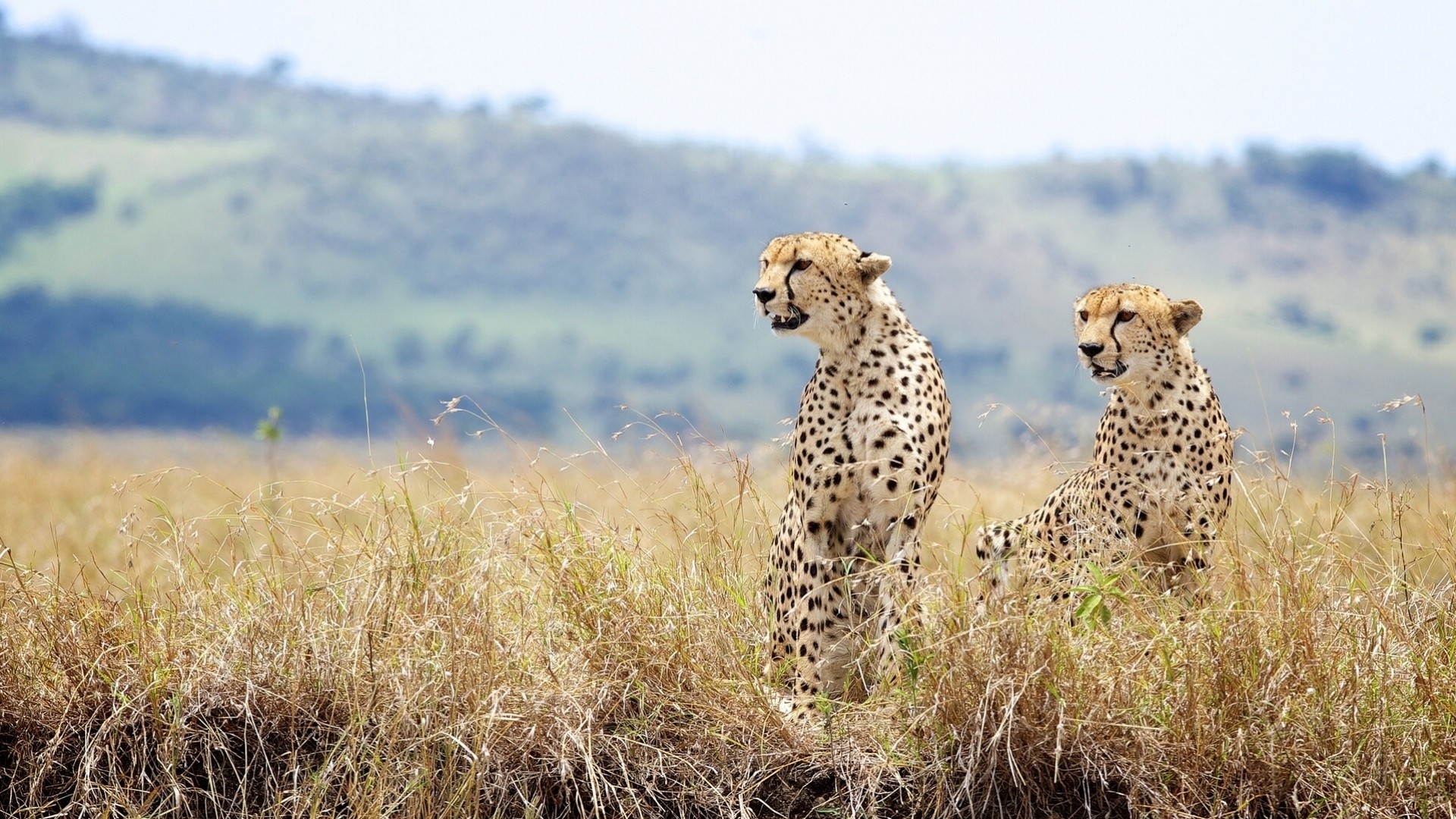 wild cats grass cheetah couple