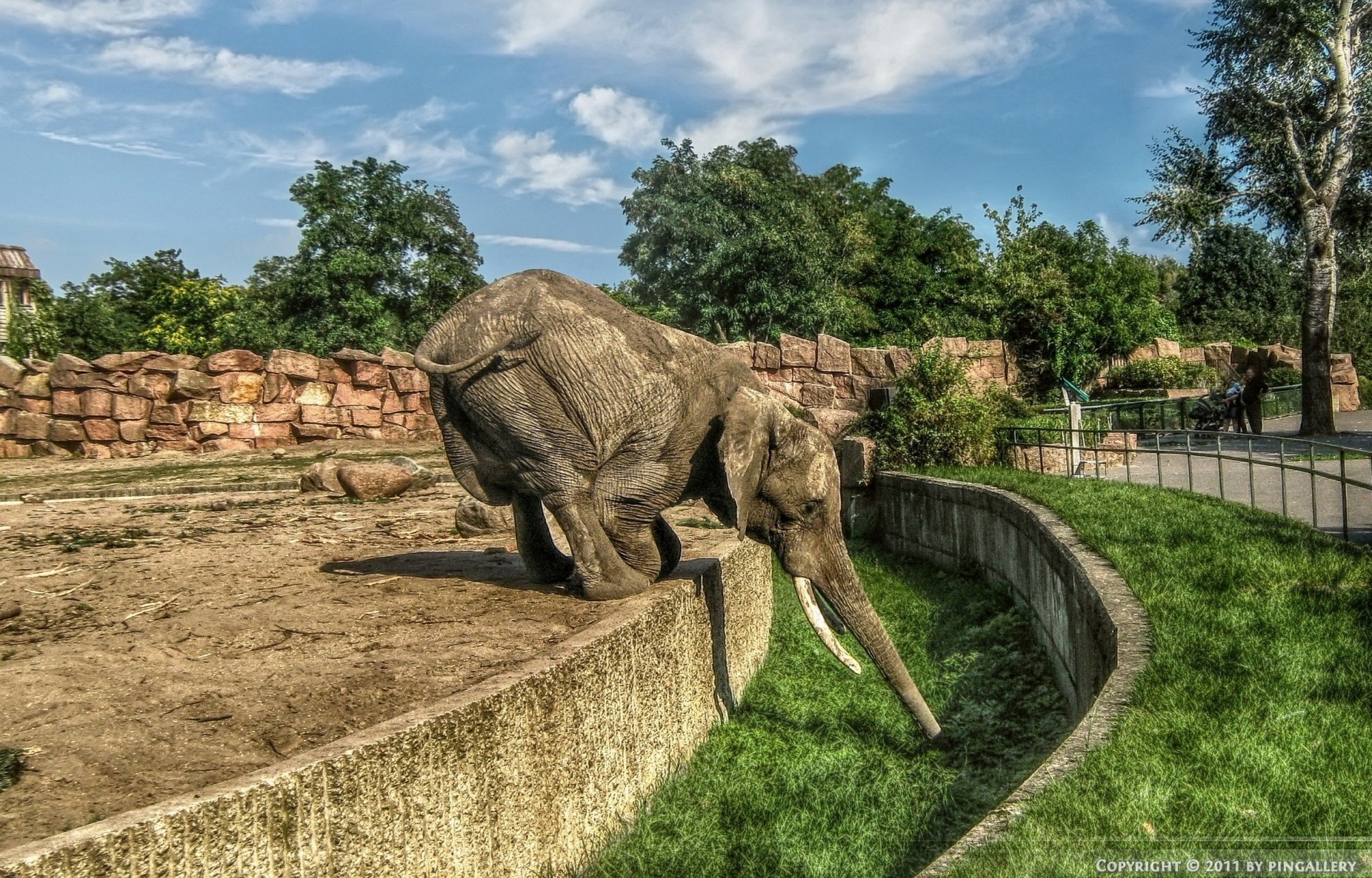 deutschland elefant löwe