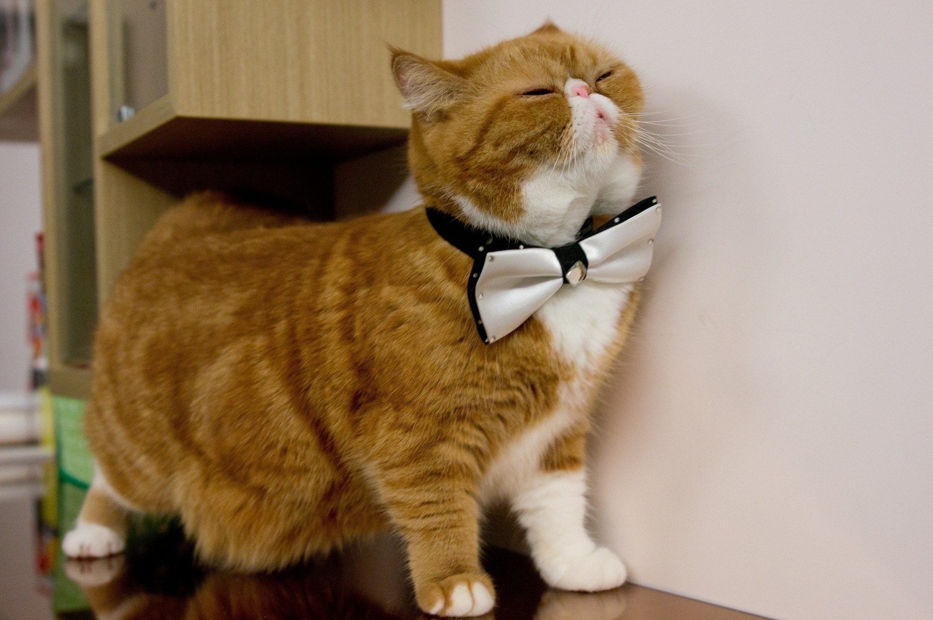 exotic gentleman light cat