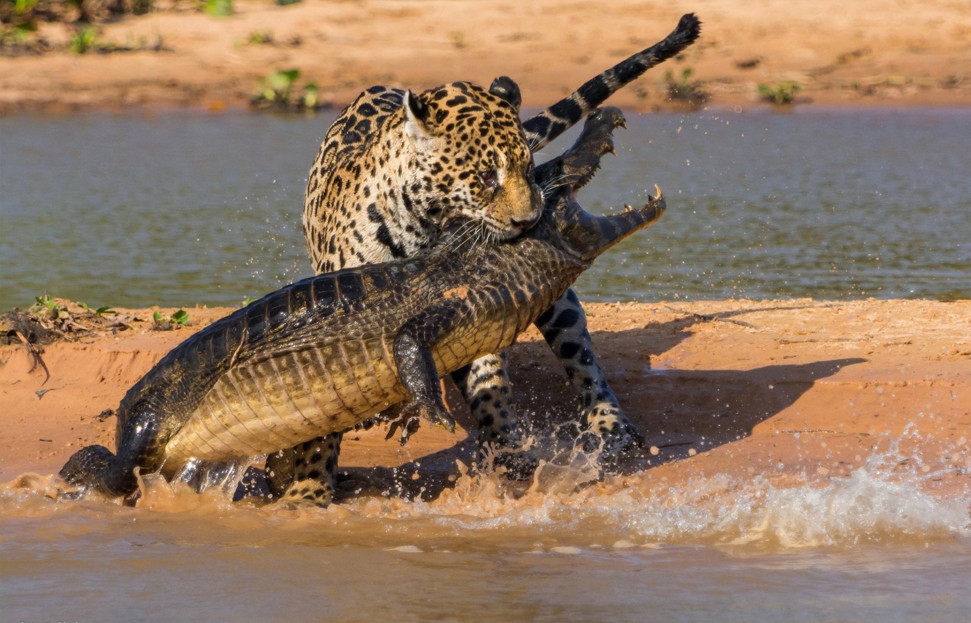 bataille crocodile chasse jaguar