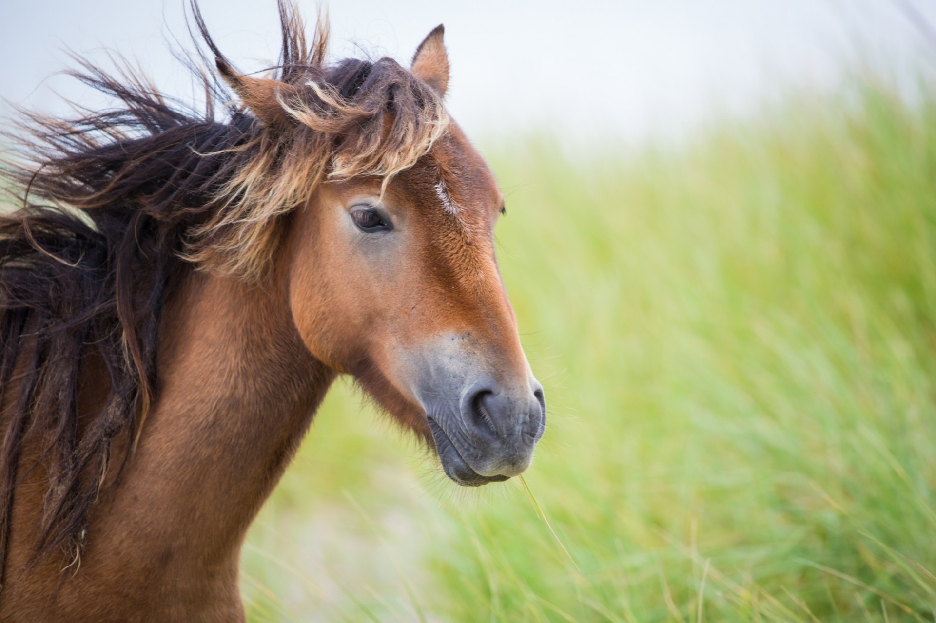 dents tête crinière cheval vent