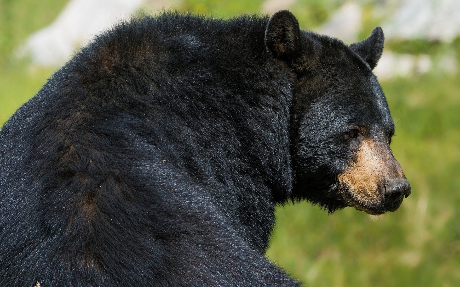 orso bestia predatore nero