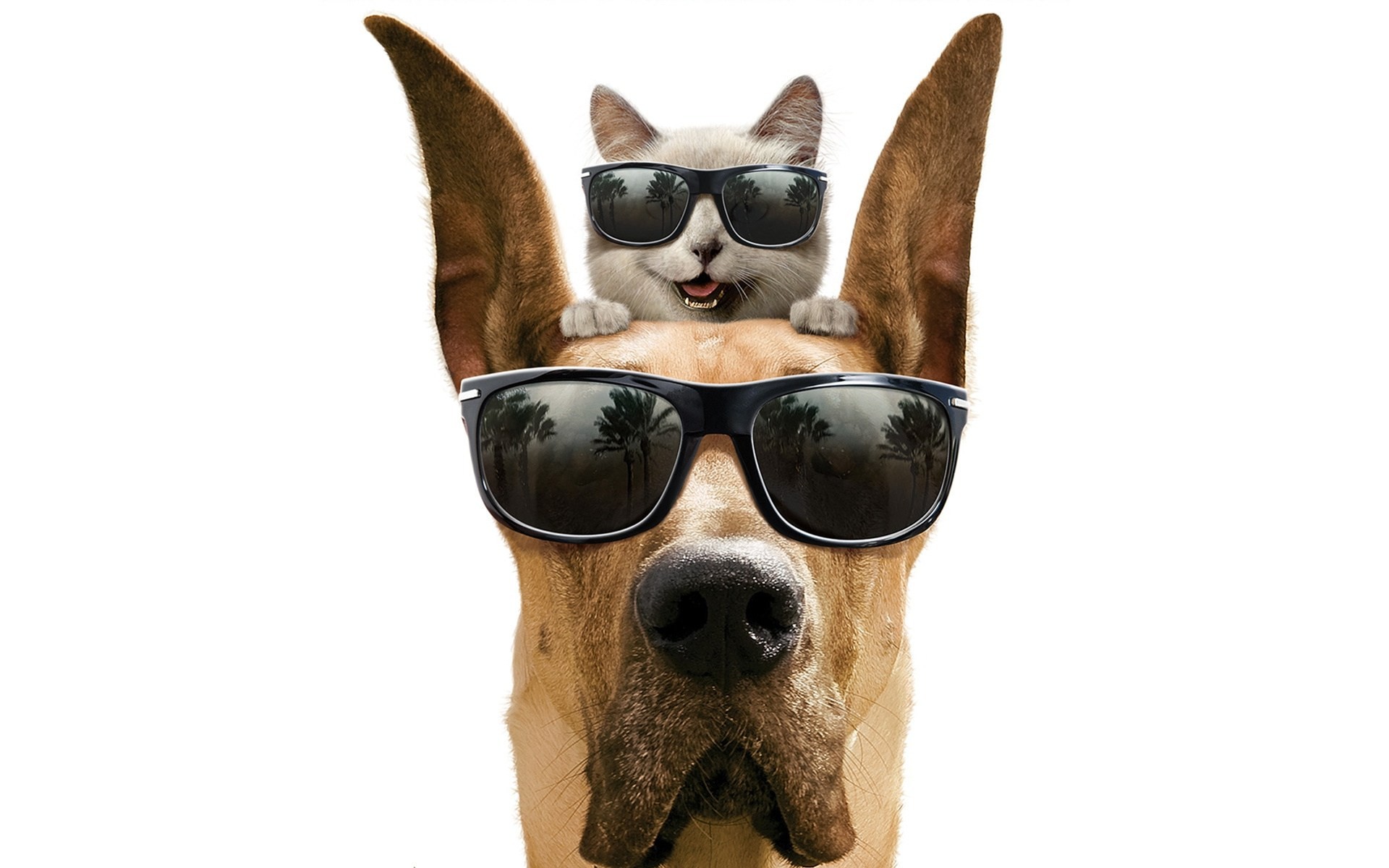 dog sunglasses cat white background marmaduke